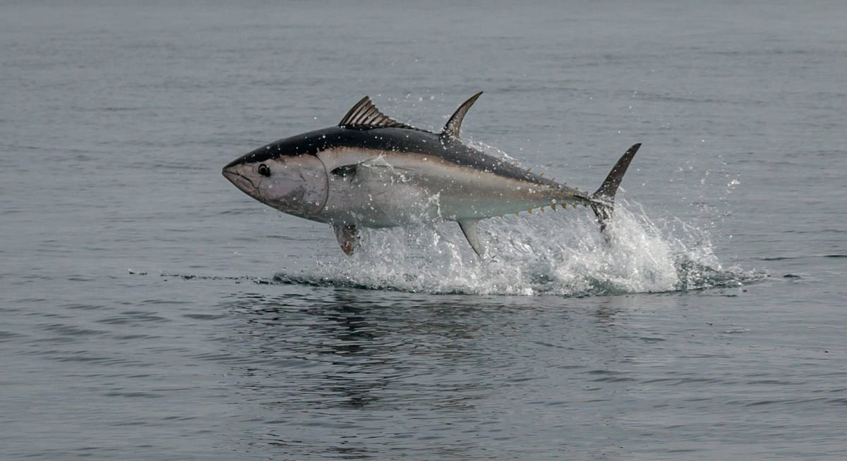 A bluefin tuna leaping clear of the water