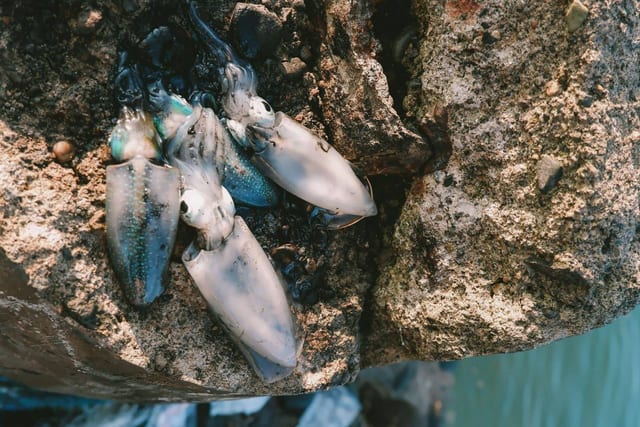 A freshly caught squid on wet rocks