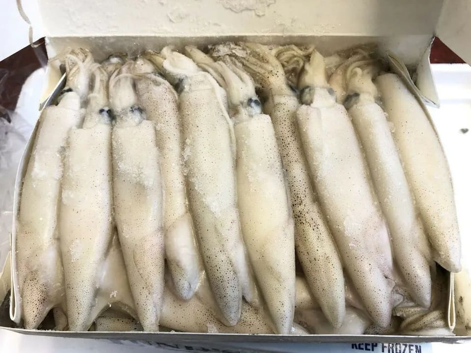 Frozen whole squid in a box